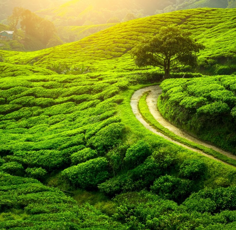 The Mesmerizing Darjeeling